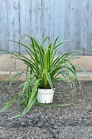 Image result for Chlorophytum