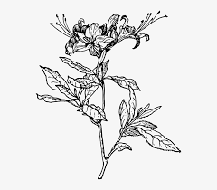 June is the season when flowers are in full bloom. Outline Flower Azalea Plant Coloring Short Tattoo Honeysuckle Drawing Png Image Transparent Png Free Download On Seekpng