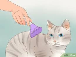 Check spelling or type a new query. 4 Ways To Reduce Cat Dander Wikihow Pet
