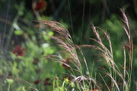 Image result for Aristida bipartita