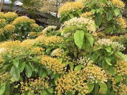 Image result for Tarenna