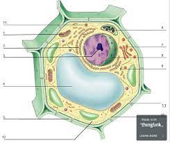 Entdecke rezepte, einrichtungsideen, stilinterpretationen und andere ideen zum ausprobieren. Plant Animal Cell Organelles And Functions Of A Cell Quiz Quizizz