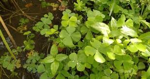 Image result for Marsileaceae