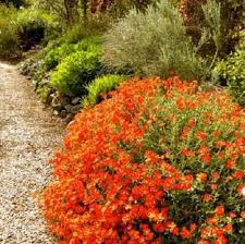 Niezawodny Dlugo Kwitnacy Poslonek Orange Pheonix Rosliny Ogrody I Ogrodnictwo