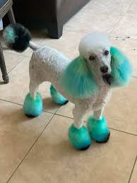 Pet Hair Dye Creative Grooming In 2020 Dog Hair Dye Creative Grooming Dog Hair