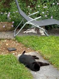 epingle sur chats