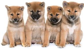 Even without training they love being quiet. Shiba Inu Puppies Near Me Cheap Online