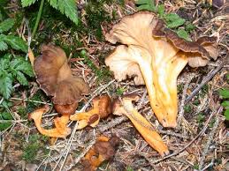 Image result for Craterellus fallax