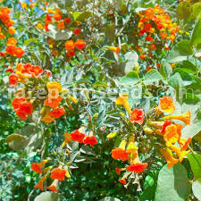 Image result for Streptosolen