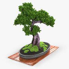 Bonsai Modelo 3d 79 Max Obj Fbx C4d Free3d