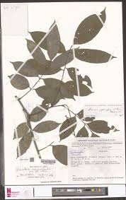 Image result for Sorindeia winkleri