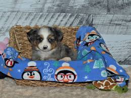 Petland has variety of dogs & puppies for sale in frisco, texas including german shepherd, english bulldog, lhasa apso, boxer, poodle & other breeds. Mini Australian Shepherd Dog Male Blue Merle 2849116 Petland Dunwoody Puppies For Sale