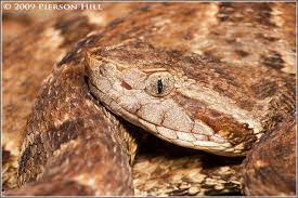 Bothrops Asper Reptiles And Amphibians Snake Reptiles
