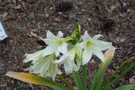 Image result for Crinum harmsii