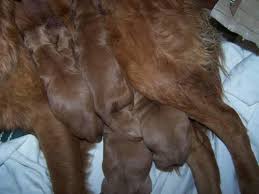 They make sure that each puppy is introduced to. Akc Golden Retriever Puppies For Sale For Sale In Omaha Nebraska Classified Americanlisted Com