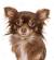 Black Long Hair Chihuahua