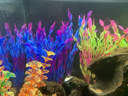 We offer you for free download top of coral reef clipart pictures. Plastic Plants Begondis 14 Pcs Artificial Seaweed Water Plants Made Of Soft Plastic Fish Tank Aquarium Decorations Safe For All Fish Pets Pet Supplies Belasidevelopers Co Ke