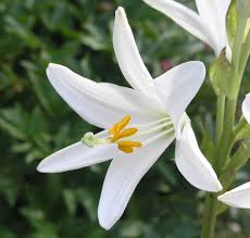 Image result for Liliaceae