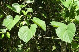Image result for Ampelocissus obtusata