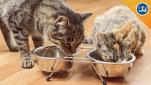 Being placed in a large and unfamiliar space can be overwhelming for a cat, so a small sanctuary room is generally best. The Do S And Don Ts Of Introducing Cats To Each Other Jackson Galaxy