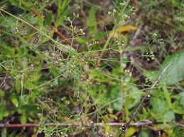 Image result for Apium leptophyllum