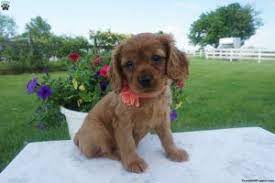 Scroll down to see each litter, if any are available, slide shows of past puppies, and. Cavapoo Puppies In Ohio Top 4 Breeders 2021 We Love Doodles