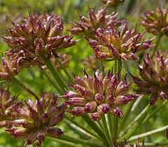 Image result for Oenanthe procumbens