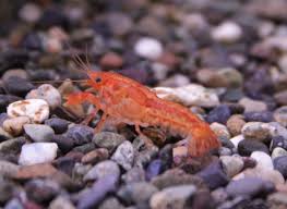 オレンジ ドワーフ ザリガニ 飼育