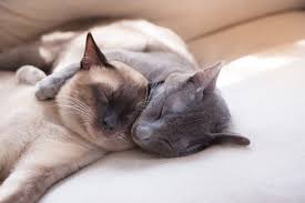 There are, however, a few precautions you must take when serving this veggie to your cat. How To Make Your Home Cat Friendly Cat S Best