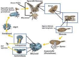 Kurang lebih 550 juta tahun yang lalu (zaman karbon) hutan. Organ Dan Sistem Reproduksi Tumbuhan Paku Pteridophyta