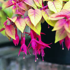 Buy Fuchsia Autumnale Plants J Parker Dutch Bulbs Fuchsia Plant Fuchsia Garden Fuchsia Flowers