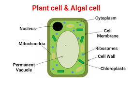 Around 62% of ribosomes are comprised of rna, while the rest is proteins. Learn Parts Of Plant Cell In 4 Minutes