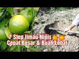 Anda dapat menanam dan mengembangkan bijinya secara langsung di tanah, atau di dalam kantung plastik bersegel dengan handuk kertas. 7 Step Tip Tanam Pokok Limau Nipis Agar Cepat Besar Buah Lebat Youtube
