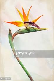 Bird of paradise quick watercolor tutorial! Watercolor Paradise Bird Flower Strelitzia Clipart Image