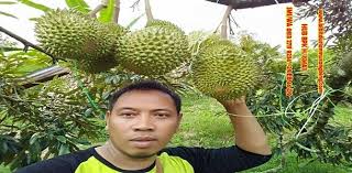 Buah durian musang king berwarna kuning menyala. 0813 2711 9234 Benih Durian Musang King Bibit Durian Musang King Home Facebook