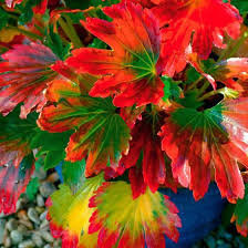 Ahornblatt Staude Karasuba Online Kaufen Bei Gartner Potschke Ahornblatt Rotes Laub Pflanzen