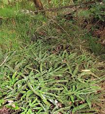 Image result for Adiantum hispidulum