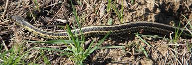 Endemic to north and central america, species in the genus thamnophis can be found from the subarctic plains of canada to costa rica. Education