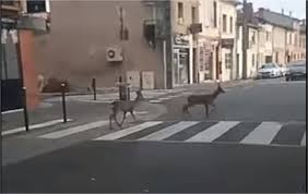 Lieux d'intérêts autour de nos hôtels à toulouse. Video Pres De Toulouse Deux Chevreuils Profitent Du Confinement Pour Se Promener En Centre Ville Actu Toulouse