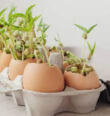 Did you know that crushed eggshells have various fantastic uses in the garden? Egg Planting Greenhouse Today