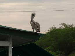 We did not find results for: Sama Fish La Parguera Puerto Rico Mapio Net