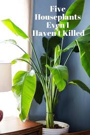 Five Houseplants Even I Haven T Killed Plants Easy House Plants Big Indoor Plants