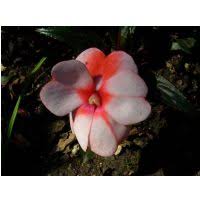 Image result for Impatiens psychadelphoides