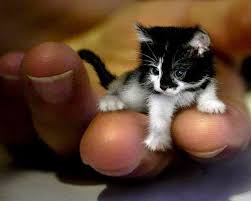 There are 16 teacup persian for sale on etsy, and they cost. Unrealistic Expectations Micro Persians Are They Real Designer Persian Kittens For Sale Luxury Kittens 660 292 2222 660 292 1126 Shipping Available