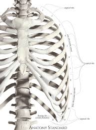 The human rib cage, also known as the thoracic cage, is a bony and cartilaginous structure which surrounds the thoracic (chest) it, along with the skin and associated fascia and muscles, make up the thoracic wall, and provides attachments for the muscles of the neck, thorax, upper abdomen, and back. Ribs Classification Of Ribs Costal Topography