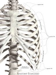 But this number may be increased by the development of a cervical posterior extremity.—the posterior or vertebral extremity presents for examination a head, neck, and tubercle. Ribs Classification Of Ribs Costal Topography