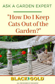How Do I Keep Cats Out Of The Garden Cats Deterring Cats Cat Repellant