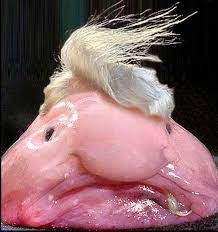 He has been prime minister of sweden, since 3 october prime minister löfvén has remote finnish ancestry, in the 1600s. I M A Marine Biology Student And My Cousins Saw It Fit To Give Me Blobfish Slippers For Christmas I Thought You All Deserved To Know About Them Funny