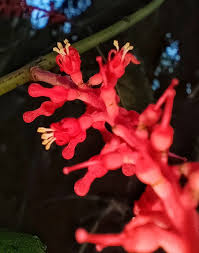 Image result for Helixanthera