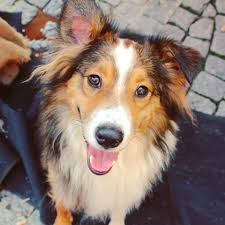 Also commonly known as the cosheltie, this mix is arguably the most interesting in this list. Aus Dem Leben Eines Australian Shepherd Collie Sheltie Mix Facebook